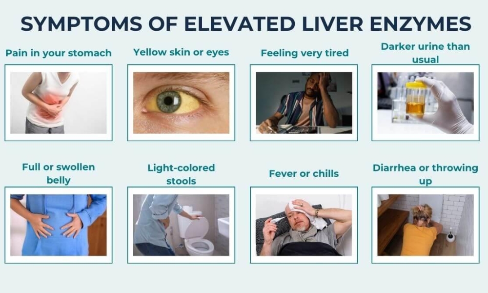 fatty liver elevated liver enzymes
